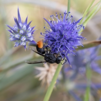 Paralastor sp. (genus) (Potter Wasp) at Gungahlin, ACT - 2 Jan 2024 by pixelnips