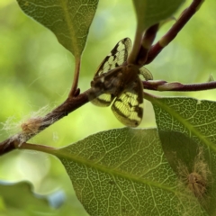 Scolypopa australis (Passionvine hopper, Fluffy bum) at Braddon, ACT - 2 Jan 2024 by Hejor1