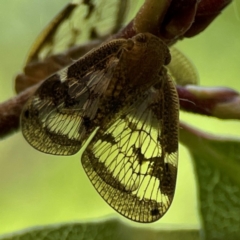 Scolypopa australis at City Renewal Authority Area - 2 Jan 2024