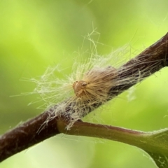 Scolypopa australis at City Renewal Authority Area - 2 Jan 2024