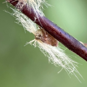 Scolypopa australis at City Renewal Authority Area - 2 Jan 2024