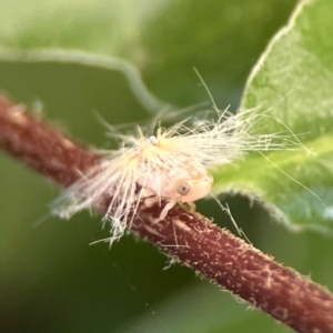 Scolypopa australis at City Renewal Authority Area - 2 Jan 2024