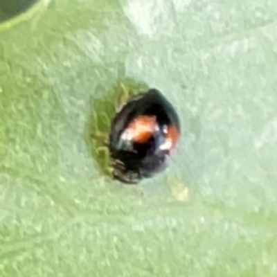 Diomus notescens (Little two-spotted ladybird) at Braddon, ACT - 2 Jan 2024 by Hejor1