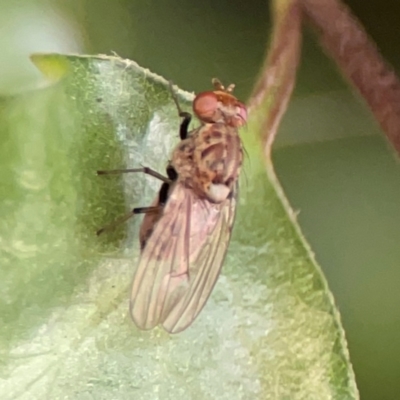 Lauxaniidae (family) at City Renewal Authority Area - 2 Jan 2024 by Hejor1