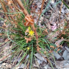 Bulbine sp. at South Gundagai, NSW - 2 Jan 2024 by LyndalT