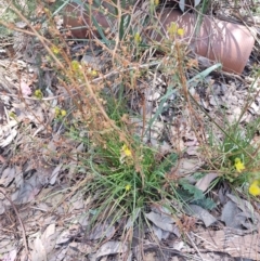 Bulbine sp. at South Gundagai, NSW - 2 Jan 2024 12:08 PM