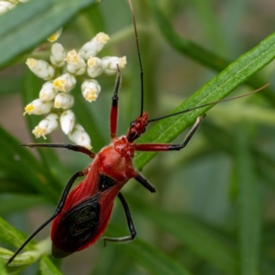Gminatus australis (Orange assassin bug) at Aranda Bushland - 2 Jan 2024 by pixelnips