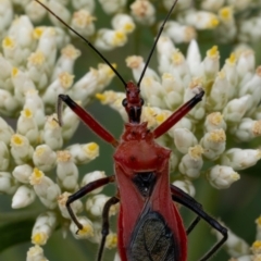 Gminatus australis at Aranda Bushland - 2 Jan 2024