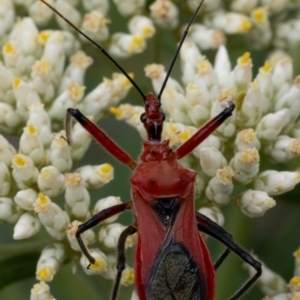 Gminatus australis at Aranda Bushland - 2 Jan 2024