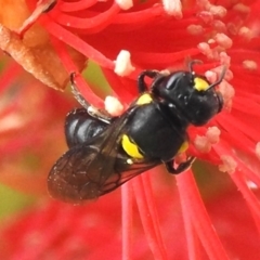 Amphylaeus morosus at ANBG - 2 Jan 2024 by JohnBundock