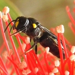 Amphylaeus morosus at ANBG - 2 Jan 2024 10:34 AM