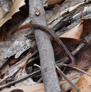 Hirudinea sp. (Class) at Vincentia, NSW - suppressed