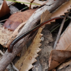 Hirudinea sp. (Class) at Vincentia, NSW - suppressed