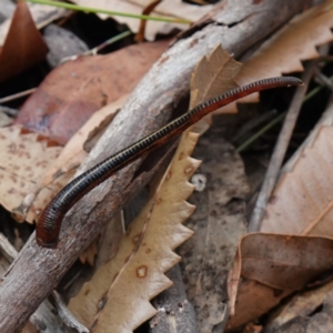 Hirudinea sp. (Class) at Vincentia, NSW - suppressed