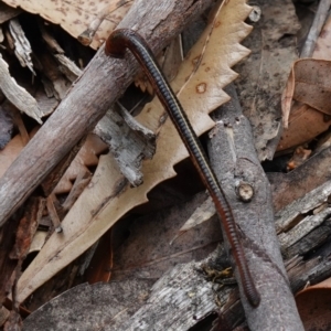 Hirudinea sp. (Class) at Vincentia, NSW - suppressed