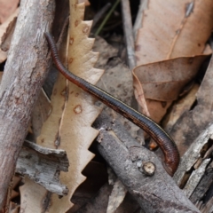 Hirudinea sp. (Class) at Vincentia, NSW - suppressed