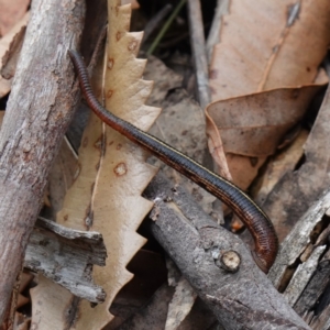 Hirudinea sp. (Class) at Vincentia, NSW - suppressed