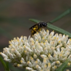 Lasioglossum (Chilalictus) sp. (genus & subgenus) (Halictid bee) at Aranda Bushland - 2 Jan 2024 by pixelnips