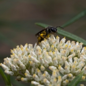 Lasioglossum (Chilalictus) sp. (genus & subgenus) at Point 3852 - 2 Jan 2024