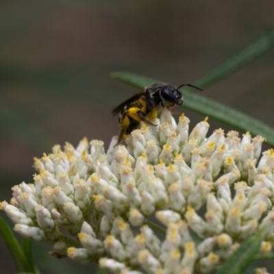 Lasioglossum (Chilalictus) sp. (genus & subgenus) (Halictid bee) at Aranda Bushland - 2 Jan 2024 by pixelnips