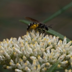 Lasioglossum (Chilalictus) sp. (genus & subgenus) at Point 3852 - 2 Jan 2024 01:02 PM