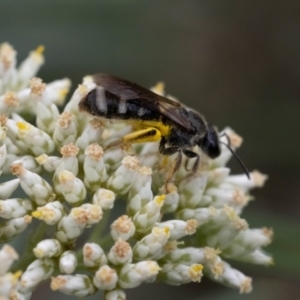 Lasioglossum (Chilalictus) sp. (genus & subgenus) at Point 3852 - 2 Jan 2024 01:02 PM