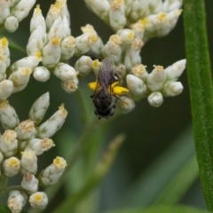 Lasioglossum (Chilalictus) sp. (genus & subgenus) at Point 3852 - 2 Jan 2024