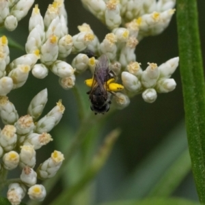 Lasioglossum (Chilalictus) sp. (genus & subgenus) at Point 3852 - 2 Jan 2024 01:02 PM