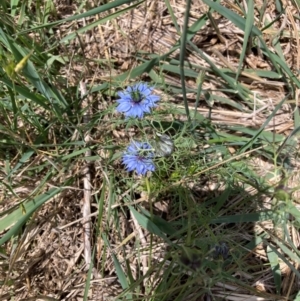 Nigella damascena at Mount Majura - 1 Jan 2024 12:27 PM