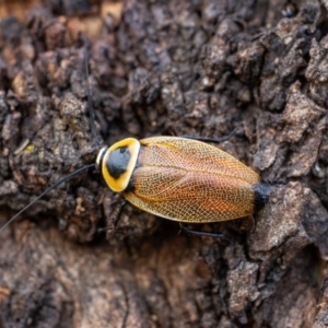 Ellipsidion australe at Mulanggari Grasslands - 2 Jan 2024 03:28 PM