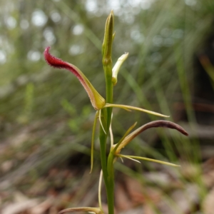 Cryptostylis hunteriana at Vincentia, NSW - suppressed