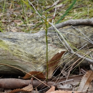 Cryptostylis hunteriana at Vincentia, NSW - suppressed