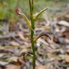 Cryptostylis hunteriana at Vincentia, NSW - suppressed