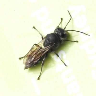 Unverified Wasp (Hymenoptera, Apocrita) at ANBG - 2 Jan 2024 by JohnBundock