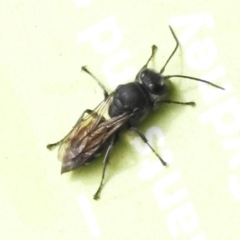 Unidentified Wasp (Hymenoptera, Apocrita) at Acton, ACT - 1 Jan 2024 by JohnBundock
