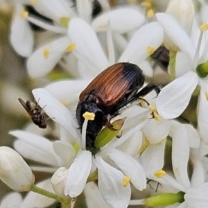 Phyllotocus navicularis at The Pinnacle - 31 Dec 2023