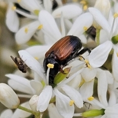 Phyllotocus navicularis (Nectar scarab) at Weetangera, ACT - 31 Dec 2023 by sangio7
