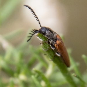 Dicteniophorus sp. (genus) at Tidbinbilla Nature Reserve - 29 Dec 2023