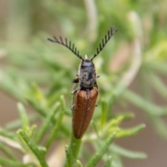 Dicteniophorus sp. (genus) at Tidbinbilla Nature Reserve - 29 Dec 2023