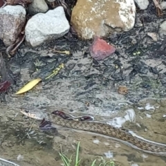 Tropidonophis mairii subsp. mairii (keelback, freshwater snake) at Walligan, QLD - 2 Jan 2024 by rieteklis
