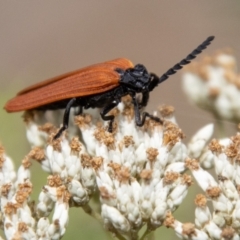 Porrostoma rhipidium (Long-nosed Lycid (Net-winged) beetle) at Paddys River, ACT - 28 Dec 2023 by SWishart