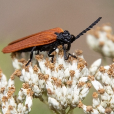 Porrostoma rhipidium (Long-nosed Lycid (Net-winged) beetle) at Tidbinbilla Nature Reserve - 29 Dec 2023 by SWishart