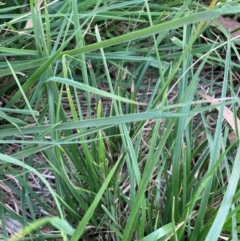 Nassella neesiana (Chilean Needlegrass) at Hackett, ACT - 12 Dec 2023 by waltraud