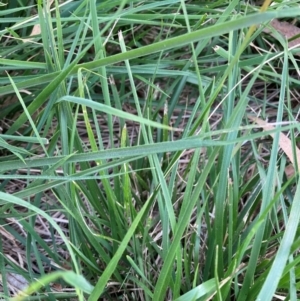 Nassella neesiana at Mount Majura - 12 Dec 2023 07:48 PM