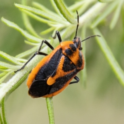 Agonoscelis rutila (Horehound bug) at Paddys River, ACT - 28 Dec 2023 by SWishart