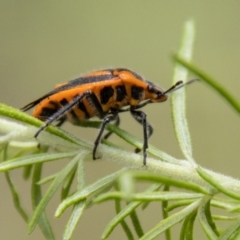 Agonoscelis rutila at Tidbinbilla Nature Reserve - 29 Dec 2023