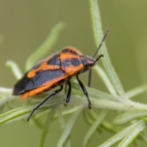 Agonoscelis rutila at Tidbinbilla Nature Reserve - 29 Dec 2023