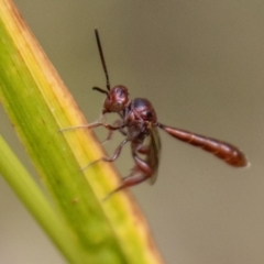 Hyptiogaster sp. (genus) (A parasitic wasp) at Tidbinbilla Nature Reserve - 29 Dec 2023 by SWishart