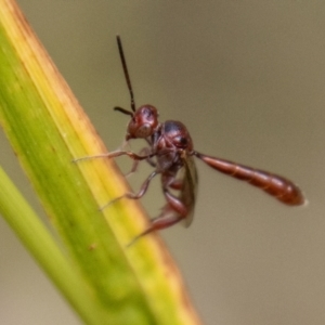 Hyptiogaster sp. (genus) at Tidbinbilla Nature Reserve - 29 Dec 2023 10:31 AM