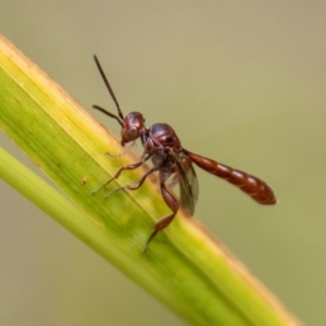 Hyptiogaster sp. (genus) at Tidbinbilla Nature Reserve - 29 Dec 2023 10:31 AM